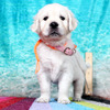 カシーの子犬(父犬:エリック) 2025年6月9日生れⅡ-2(♀)