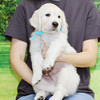 カシーの子犬(父犬:エリック) 2025年6月9日生れⅢ:生後42日目