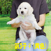 カシーの子犬(父犬:エリック) 2025年6月9日生れⅢ:生後42日目