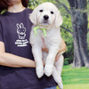 カシーの子犬(父犬:エリック) 2025年6月9日生れⅢ:生後42日目