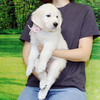 カシーの子犬(父犬:エリック) 2025年6月9日生れⅢ:生後42日目