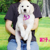 カシーの子犬(父犬:エリック) 2025年6月9日生れⅢ:生後42日目