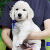 カシーの子犬(父犬:エリック) 2025年6月9日生れⅢ:生後42日目
