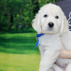 カシーの子犬(父犬:エリック) 2025年6月9日生れⅢ:生後42日目
