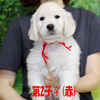 カシーの子犬(父犬:エリック) 2025年6月9日生れⅢ:生後42日目