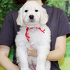 カシーの子犬(父犬:エリック) 2025年6月9日生れⅢ:生後42日目