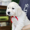 カシーの子犬(父犬:エリック) 2025年6月9日生れⅢ:生後42日目