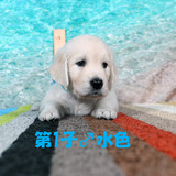 カシーの子犬(父犬:エリック) 2025年 6月 9日生れ Ⅱ-1(♂)