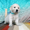 カシーの子犬(父犬:エリック) 2025年 6月 9日生れ Ⅱ-1(♂)