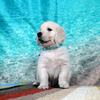 カシーの子犬(父犬:エリック) 2025年 6月 9日生れ Ⅱ-1(♂)