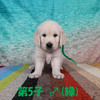 カシーの子犬(父犬:エリック) 2025年 6月 9日生れ Ⅱ-1(♂)