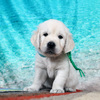 カシーの子犬(父犬:エリック) 2025年 6月 9日生れ Ⅱ-1(♂)