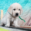カシーの子犬(父犬:エリック) 2025年 6月 9日生れ Ⅱ-1(♂)
