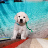 カシーの子犬(父犬:エリック) 2025年 6月 9日生れ Ⅱ-1(♂)