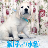 カシーの子犬(父犬:エリック) 2025年6月9日生れⅣ 8月3日撮影