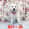 カシーの子犬(父犬:エリック) 2025年6月9日生れⅣ 8月3日撮影