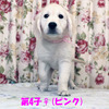 カシーの子犬(父犬:エリック) 2025年6月9日生れⅣ 8月3日撮影