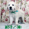 カシーの子犬(父犬:エリック) 2025年6月9日生れⅣ 8月3日撮影