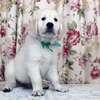 カシーの子犬(父犬:エリック) 2025年6月9日生れⅣ 8月3日撮影