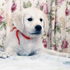 カシーの子犬(父犬:エリック) 2025年6月9日生れⅣ 8月3日撮影