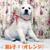 カシーの子犬(父犬:エリック) 2025年6月9日生れⅣ 8月3日撮影