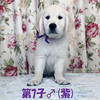 カシーの子犬(父犬:エリック) 2025年6月9日生れⅣ 8月3日撮影