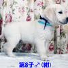 カシーの子犬(父犬:エリック) 2025年6月9日生れⅣ 8月3日撮影