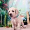 コトリの子犬 第6子♂(紺)