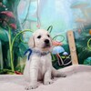 コトリの子犬 第6子♂(紺)