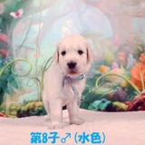 コトリの子犬♂(水色)