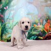 コトリの子犬♂(水色)