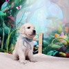 コトリの子犬♂(水色)
