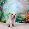 コトリの子犬♂(水色)