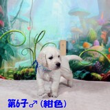 コトリの子犬 第6子♂(紺)