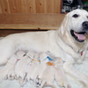 コトリの子犬(父犬:ナイト) 2025年8月23日生れ Ⅰ  8月30日撮影