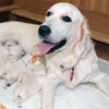 コトリの子犬(父犬:ナイト) 2025年8月23日生れ Ⅰ  8月30日撮影