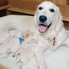 コトリの子犬(父犬:ナイト) 2025年8月23日生れ Ⅰ  8月30日撮影