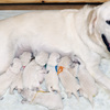 コトリの子犬(父犬:ナイト) 2025年8月23日生れ Ⅰ  8月30日撮影
