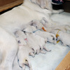 コトリの子犬(父犬:ナイト) 2025年8月23日生れ Ⅰ  8月30日撮影