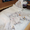 コトリの子犬(父犬:ナイト) 2025年8月23日生れ Ⅰ  8月30日撮影