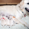 コトリの子犬(父犬:ナイト) 2025年8月23日生れ Ⅰ  8月30日撮影