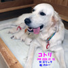 コトリの子犬(父犬:ナイト) 2025年8月23日生れ Ⅰ  8月30日撮影