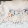 コトリの子犬(父犬:ナイト) 2025年8月23日生れ Ⅰ  8月30日撮影