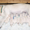 コトリの子犬(父犬:ナイト) 2025年8月23日生れ Ⅰ  8月30日撮影