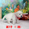 コトリの子(父犬:ナイト) 2025年8月23日生れⅡ 9月19日撮影