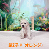 コトリの子(父犬:ナイト) 2025年8月23日生れⅡ 9月19日撮影
