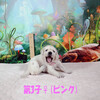 コトリの子(父犬:ナイト) 2025年8月23日生れⅡ 9月19日撮影