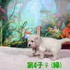 コトリの子(父犬:ナイト) 2025年8月23日生れⅡ 9月19日撮影