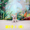 コトリの子(父犬:ナイト) 2025年8月23日生れⅡ 9月19日撮影