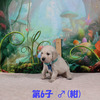 コトリの子(父犬:ナイト) 2025年8月23日生れⅡ 9月19日撮影